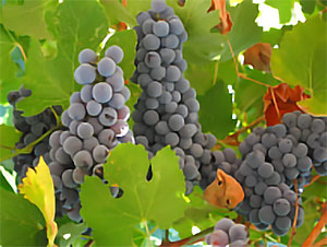 Grapes